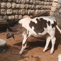 ی عدد گاو با گوساله