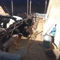 باسلام‌گاوگوساله|حیوانات مزرعه|مرودشت, مجد آباد|دیوار