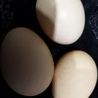 تخم مرغ محلی