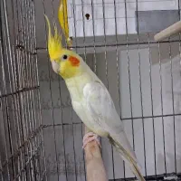 طوطی عروس هلندی ، مرغ عشق ، فنچ نر