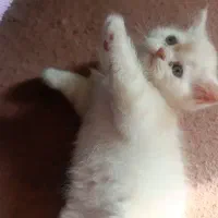 بچه گربه پرشین چشم ابی