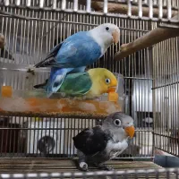 حراج طوطی برزیلی جوجه سرلاکی دونخور بشرط سلامت