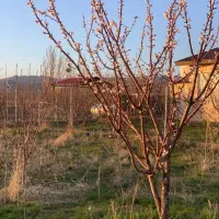 فروش باغ واقع در باغ گل نرگس فرهنگیان ۱