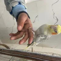 عروس هلندی مولد