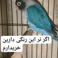 طوطی کوتوله برزیلی فیشر آبی کاربنی( نر )یا بنفش|پرنده|کرمان, |دیوار