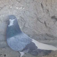 کبوتر دمگیر|پرنده|اصفهان, آفاران|دیوار