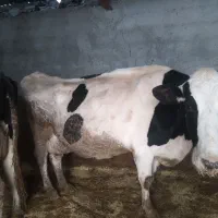 گاو وگوساله