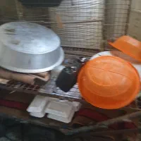 گاری|ابزارآلات|گرگان, |دیوار