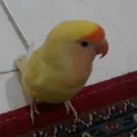 طوطی برزیلی ۱۲۰۰۰۰۰|پرنده|پاکدشت, پاکدشت (مامازند)|دیوار