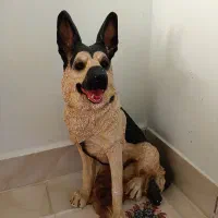 مجسمه/دکور|مجسمه، تندیس، ماکت|تبریز, |دیوار