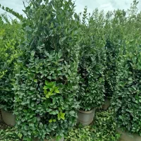 یاس هلندی ریشه پرس جعبه ۴۵|گل و گیاه طبیعی|خمام, |دیوار