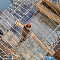 سهر کهنه|پرنده|بروجرد, |دیوار