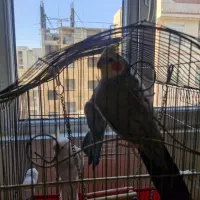 ۳ عدد عروس هلندی