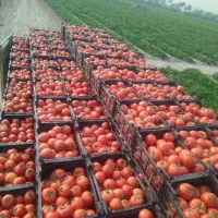 نمایندگی رسمی کود های ارگانیک کروا(اصلی)