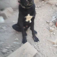 توله سرابی