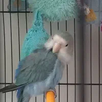 کوتوله پرنده|پرنده|مشهد, هفده شهریور|دیوار