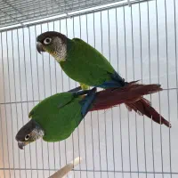 تعدادی جفت گرینچیک اناناسی و یلوساید کار داده|پرنده|مشهد, فاطمیه|دیوار