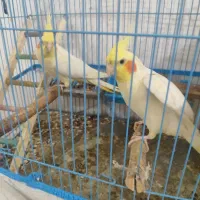 عروس هلندی لوتینیو|پرنده|سوسنگرد, |دیوار