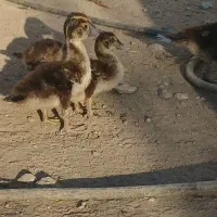 فروشی|حیوانات مزرعه|نیر (اردبیل), |دیوار