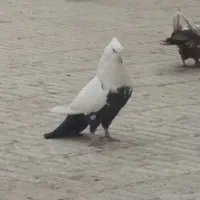 کفتر دمسیاه