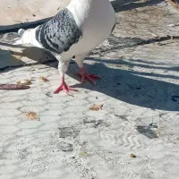 کبوتر|پرنده|جهرم, |دیوار