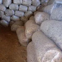 خوراک دام وطیور چغندر و سیب مخصوص گاو و گوسفند|لوازم جانبی حیوانات|رشت, توشیبا|دیوار