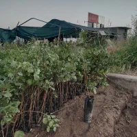 نهالستان مجاز مرادبکلو|خدمات باغبانی و درختکاری|قم, آزادگان|دیوار