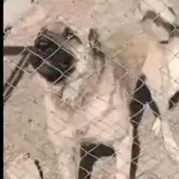 سگ نگهبان