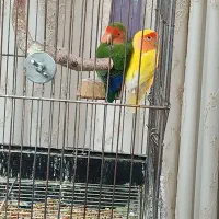 طوطی برزیلی