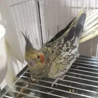 فروش عروس|پرنده|لار, |دیوار