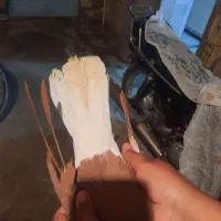 کفتر اشعل|پرنده|خرمشهر, |دیوار