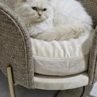 پرشین نر کاراملی|گربه|ارومیه, |دیوار