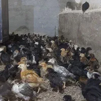 اردک پکنی و جوجه گلپایگان قیمت مناسب