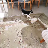 گربه خونگی واگذاری رایگان