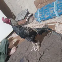 فروشی سه میلیون عددی