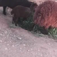 گوسفند فروشی