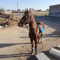 اسب نریون|اسب و تجهیزات اسب‌سواری|گناباد, |دیوار