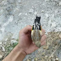 جوجه سهره