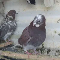 کبوتر|حیوانات|الیگودرز, |دیوار