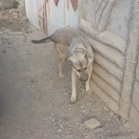 سگ نگهبان|سگ|اصفهان, ابر|دیوار