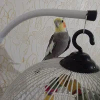عروس هلندی