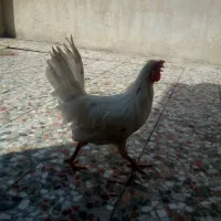 مرغ و خروس