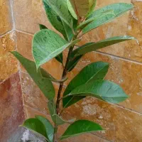 گل وگیاه|گل و گیاه طبیعی|اردبیل, |دیوار
