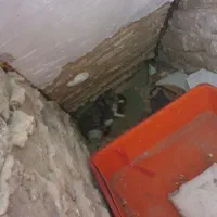 گربه و بچه گربه واگذاری رایگان