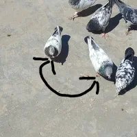 کفتر کله ای ملگی