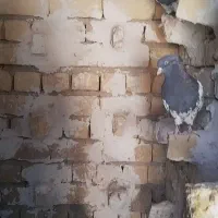 کفتر کله ای ماده|پرنده|شیراز, حومه شیراز|دیوار