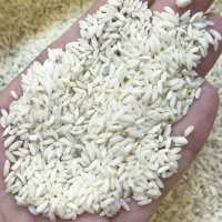 برنج فروشی به قیمت عمده