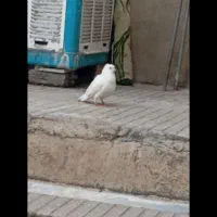 کبوتر