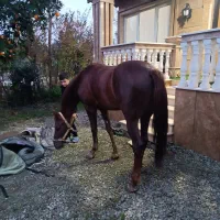 اسب عرب سواری دار آرام درشت