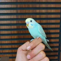 4 عدد مرغ عشق رینبو رام رنگ خاص|پرنده|پاکدشت, پاکدشت (مامازند)|دیوار